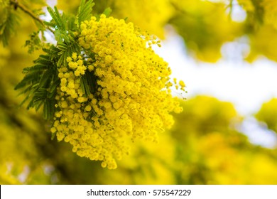 Mimosa Flower