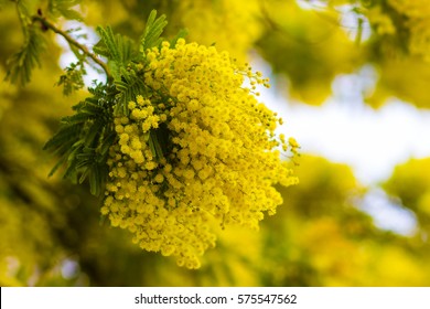 Mimosa Flower