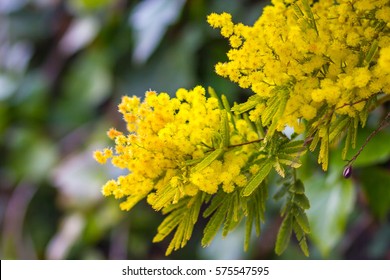 Mimosa Flower