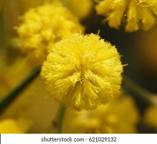 Mimosa Flower Close Up