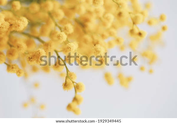 mimosa, mimosa flower on a white background,\
close-up, macro
