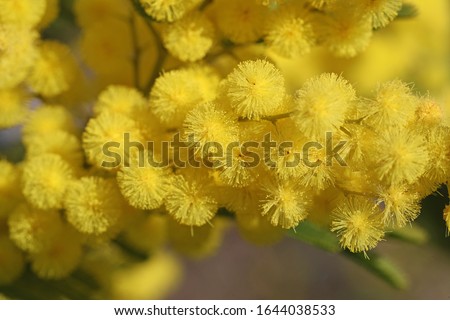 mimosa flowers or acacia dealbata in bloom symbol or logo for International Women’s Day on March 8 close up also known as the sensitive plant, silver wattle or blue wattle, in spring in Italy