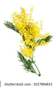 Mimosa flowers bunch isolated on white background