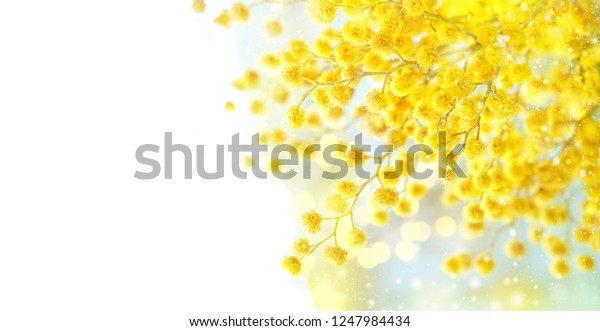 Mimosa flowers close up,\
abstract light background. symbol of festive Spring season. fluffy\
yellow mimosa texture. Mothers day, 8 March holiday concept. copy\
space
