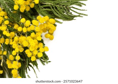 Mimosa flowers isolated on white - spring background