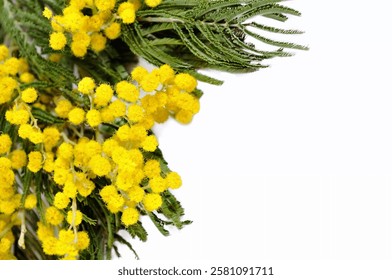 Mimosa flowers isolated on white background - spring background with mimosa flowers and free space for Easter, 8 March, Mothers day holidays