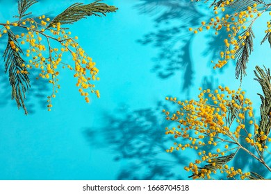 Mimosa Flowers On A Blue Background, Hard Shadow. Spring Flowers, Easter Background. Mockup For Design, Top View