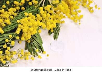 Mimosa flowers on the white background - spring background for Easter, Mothers day, 8 March holidays, free space for text, focus at mimosa flowers