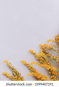 Mimosa Flowers On White Wall. Aesthetic Minimal Wallpaper. Autumn Summer Floral Plant Background Composition