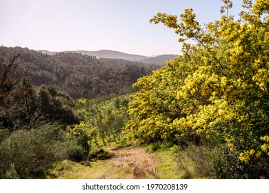 Mimosa Forest. Tanneron, South Of France.