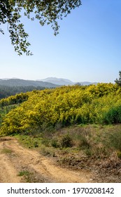 Mimosa Forest. Tanneron, South Of France.