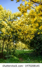 Mimosa Forest. Tanneron, South Of France.