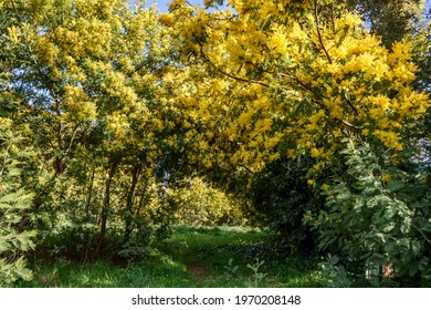 Mimosa Forest. Tanneron, South Of France.