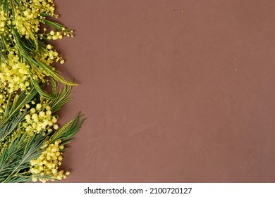 Mimosa Fresh Flowers Border On Earth Tones Brown Background, Copy Space, 8 March Day Background, Mimose Is Traditional Flowers For International Womans Day 8 Of March