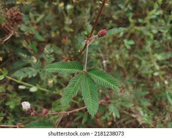 5,620 Purple mimosa flower Images, Stock Photos & Vectors | Shutterstock