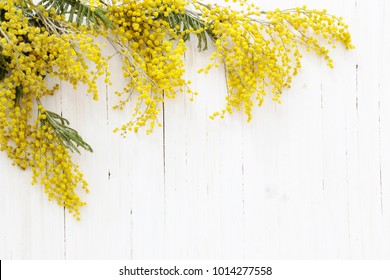 Mimosa On White Wooden Background