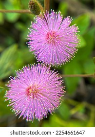 mimosa plant pink flowers in the garden - Shutterstock ID 2254661647