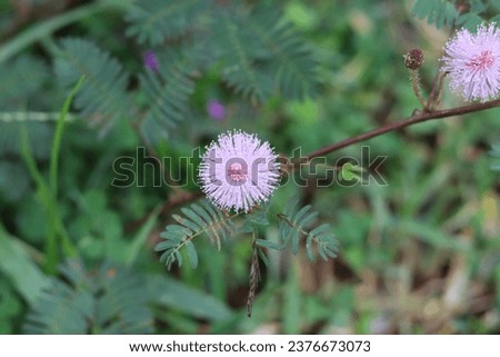 Mimosa pudica (FABACEAELEGUMINOSAE (Subfam.: Mimosoideae)) : Sensitive plant, Humble plant, Touch me not Theendarmani, Thottalvadi, Thottavadi.