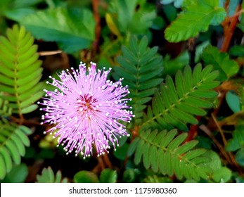 Mimosa Pudica Flower