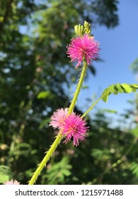 Mimosa Pudica L.