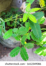 2,092 Touch Me Not Mimosa Pudica Images, Stock Photos & Vectors ...