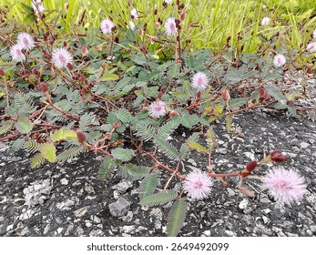 La planta Mimosa pudica