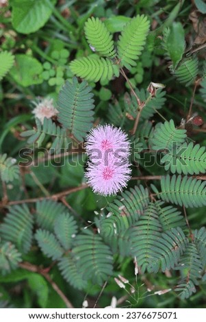 Mimosa pudica, Sensitive plant, Thottavadi 