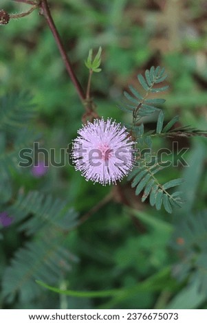 Mimosa pudica, Sensitive plant, Thottavadi 