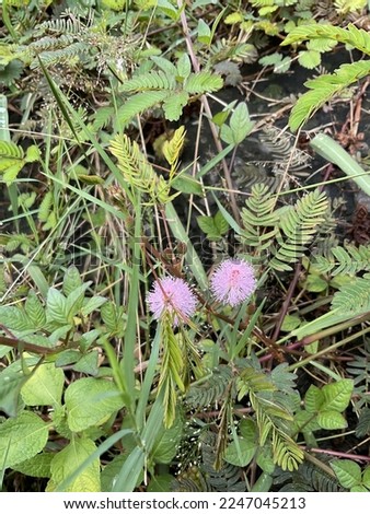 Mimosa pudica or shameplant is often grown for its curiosity value. The compound leaves fold inward and droop when touched or shaken, defending themselves from harm, and re-open a few minutes later.