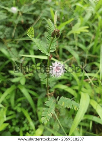 Mimosa pudica (Thottavadi), (from Latin pudica 'shy, bashful, or shrinking'; also called sensitive plant, sleepy plant, action plant, touch-me-not, or shameplant