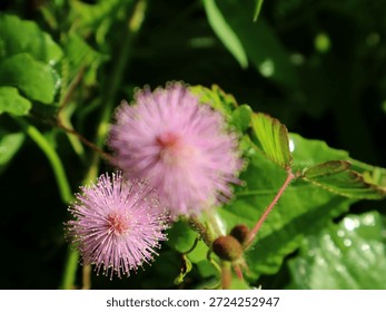 Mimosa pudica is a unique shrub whose leaves fold when touched, also known as the sensitive plant, has traditional medicinal benefits such as antidiabetic, antioxidant, anti-inflammatory, wound healing, and stress relief, and contains active compounds such as flavonoids and alkaloids that are beneficial for health.                               