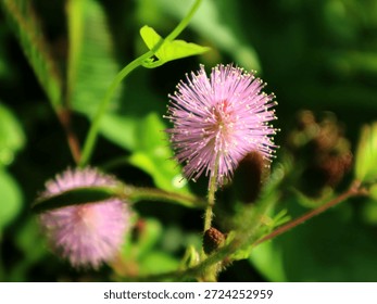 Mimosa pudica is a unique shrub whose leaves fold when touched, also known as the sensitive plant, has traditional medicinal benefits such as antidiabetic, antioxidant, anti-inflammatory, wound healing, and stress relief, and contains active compounds such as flavonoids and alkaloids that are beneficial for health.                               