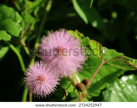 Mimosa pudica is a unique shrub whose leaves fold when touched, also known as the sensitive plant, has traditional medicinal benefits such as antidiabetic, antioxidant, anti-inflammatory, wound healing, and stress relief, and contains active compounds such as flavonoids and alkaloids that are beneficial for health.                               