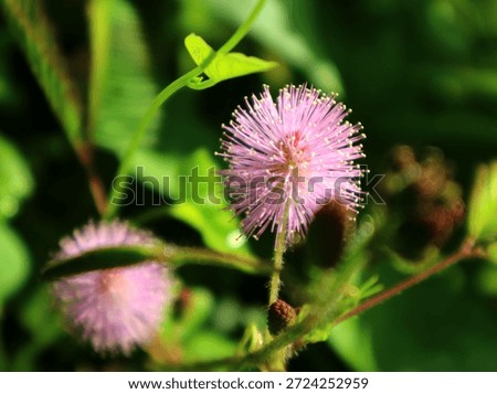 Mimosa pudica is a unique shrub whose leaves fold when touched, also known as the sensitive plant, has traditional medicinal benefits such as antidiabetic, antioxidant, anti-inflammatory, wound healing, and stress relief, and contains active compounds such as flavonoids and alkaloids that are beneficial for health.                               