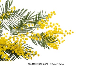 Mimosa (silver Wattle) Branch Isolated On White Background.