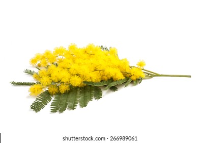 Mimosa (silver Wattle) Branch Isolated On White Background. 