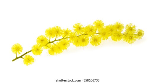 Mimosa (silver Wattle) Branch Isolated On White Background.