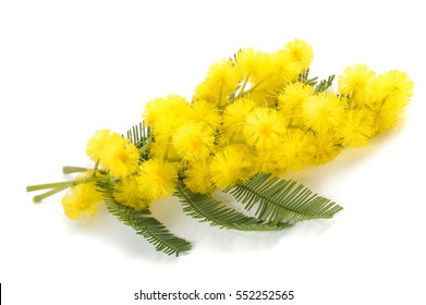 Mimosa (silver Wattle) Flowers Isolated On White Background.