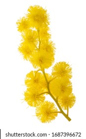 Mimosa (silver Wattle) Sprig Isolated On White Background.