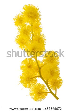 Mimosa (silver wattle) sprig isolated on white background.