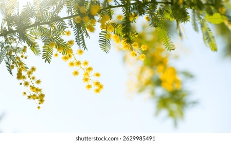 Mimosa Spring Flowers Easter background. Holiday backdrop, border art design. Blooming mimosa tree over sunny sky, bright sun flare. Mother's Day. Garden. Spring holiday blossom. Acacia Dealbata. 