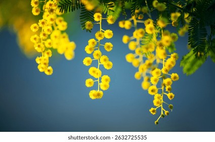 Mimosa Spring Flowers Easter background. Holiday backdrop, border art design. Blooming mimosa tree over blue sky, bright sun flare. Mother's Day. Garden. Spring holiday blossom. Acacia Dealbata.
