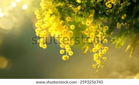 Mimosa Spring Flowers Easter background. Holiday backdrop, border art design. Blooming mimosa tree over sunny sky, bright sun flare. Mother's Day. Garden. Spring holiday blossom. Acacia Dealbata. 