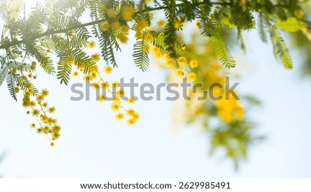 Mimosa Spring Flowers Easter background. Holiday backdrop, border art design. Blooming mimosa tree over sunny sky, bright sun flare. Mother's Day. Garden. Spring holiday blossom. Acacia Dealbata. 