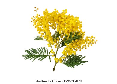 Mimosa spring flowers isolated on white. Silver wattle tree branch. Acacia dealbata yellow fluffy balls and leaves.