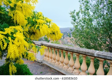 Mimosa In The Town Bormes-les-Mimosas. France. Provence.