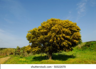 Mimosa Tree