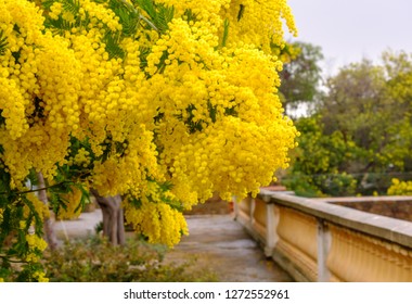 Mimosa Tree In Bloom On The Terrace. South Of France.