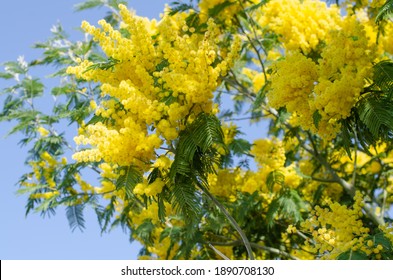 yellow mimosa tree