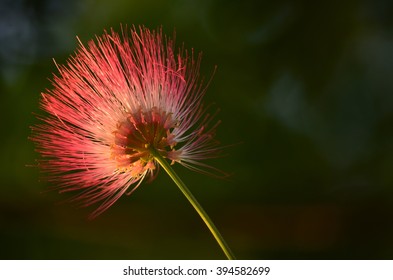 Mimosa Pudica Images, Stock Photos & Vectors | Shutterstock